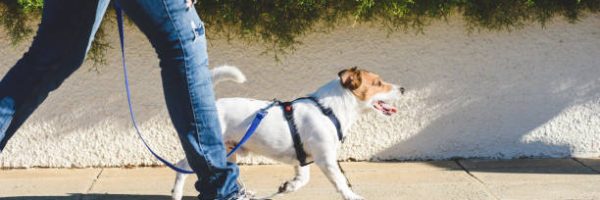 Jack Russell Terrier in harness walking on loose leash