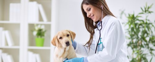 Veterinarian doctor and a labrador puppy at vet ambulance